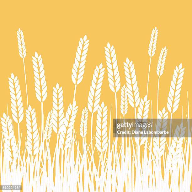 illustrazioni stock, clip art, cartoni animati e icone di tendenza di fondo grano e sole agricoltura sfondo - cereal plant