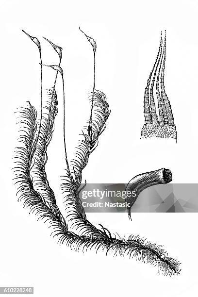 hypnum cuspidatum - lycopodiaceae stock illustrations