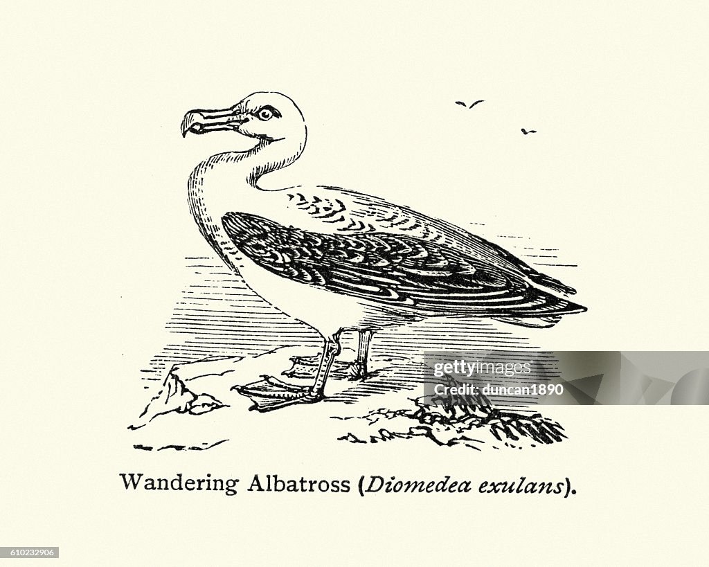 Natural history - Birds - Wandering Albatross