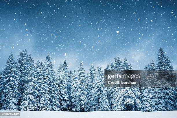 pure winter - blue winter tree stock-fotos und bilder