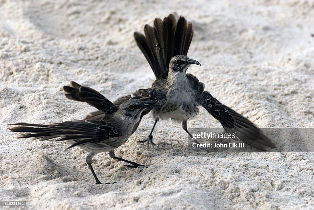 Hood mockingbirds, mating display