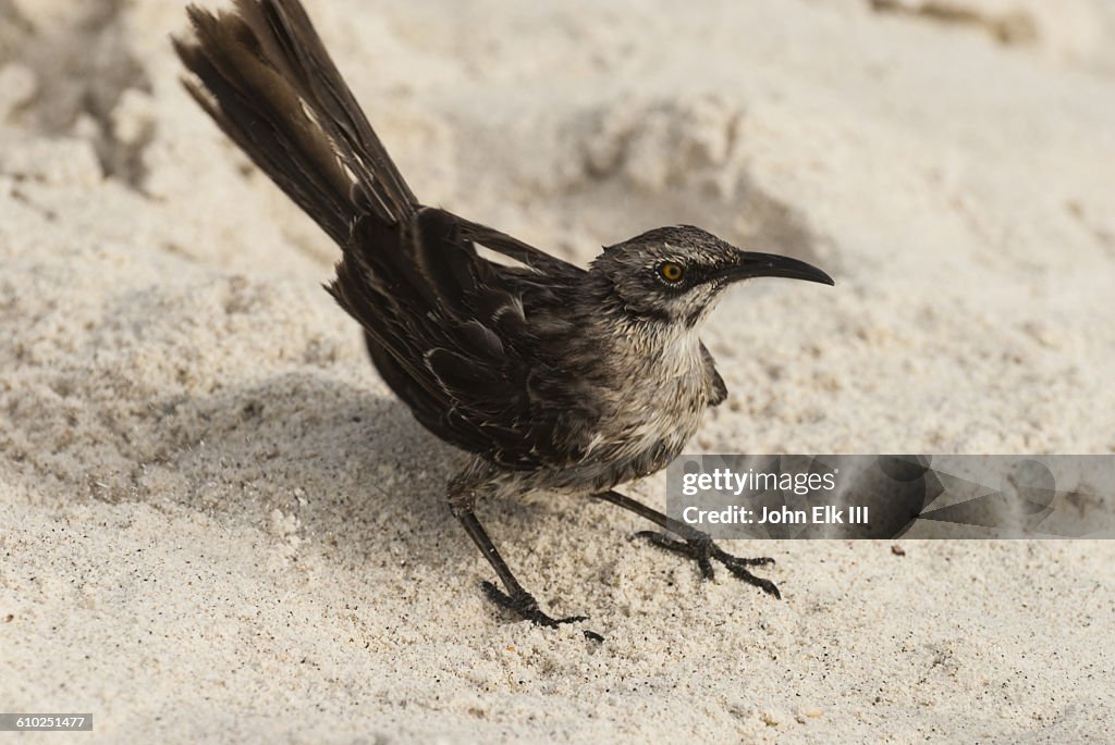 Hood mockingbird