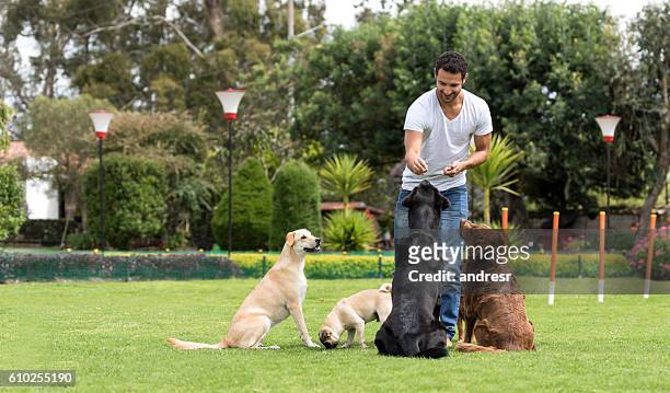 uomo che adena cani al parco - canine foto e immagini stock