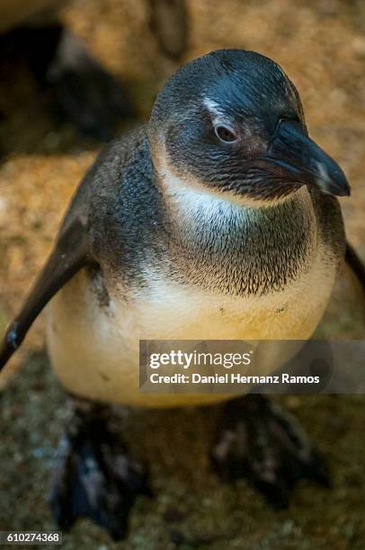 close up of baby african penguin body - ángulo medio fotografías e imágenes de stock