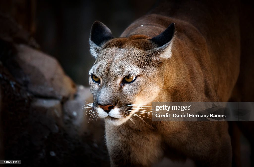 Close up of Cougar headshot face to face with black bacground. Puma concolor