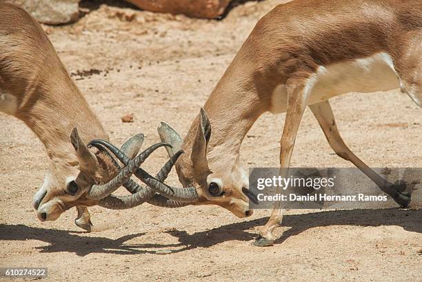 two gazelle fighting close up. - gazelle eye close up stock pictures, royalty-free photos & images
