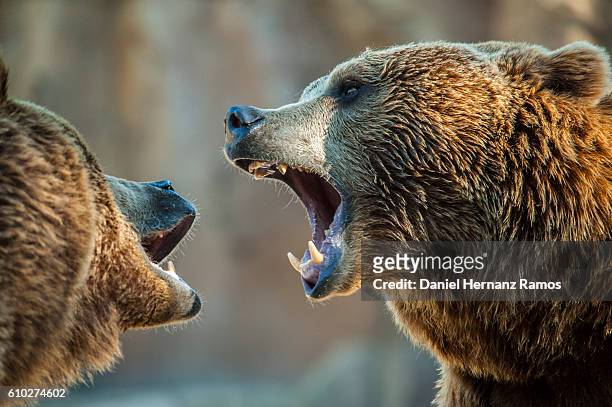 brown bears fighting with open mouth showing his fangs. head detail close up - animal teeth fotografías e imágenes de stock