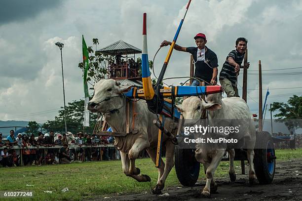 Oxcart driver known as 'bajingan' race in event of Oxcart Festival in Sultan Agung Stadium, Yogyakarta, Indonesia, on September 25, 2016. This annual...