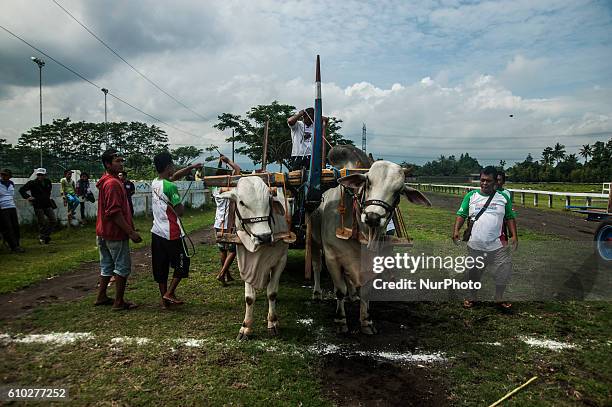 Oxcart driver known as 'bajingan' ready to race in event of Oxcart Festival in Sultan Agung Stadium, Yogyakarta, Indonesia, on September 25, 2016....