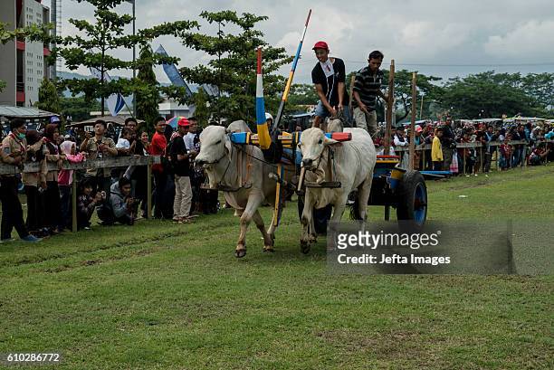 Participants steer their oxen along a specially prepared track during the Oxcart Festival on September 25, 2016 in Yogyakarta, Indonesia. The ox cart...