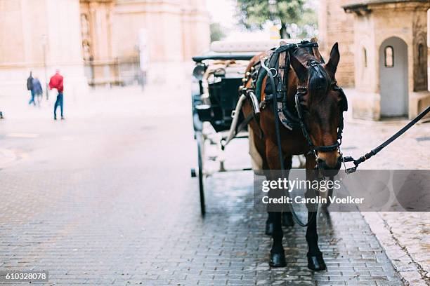 horse carriage resting in a paved street in palma de mallorca - horsedrawn stock-fotos und bilder