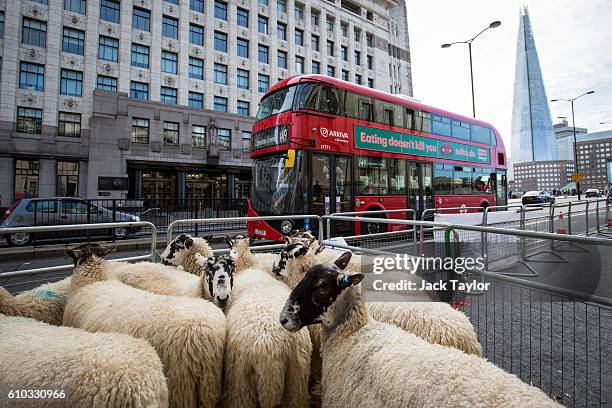 Sheep are pictured in their pen following a sheep drive across London Bridge on September 25, 2016 in London, England. The annual sheep drive across...