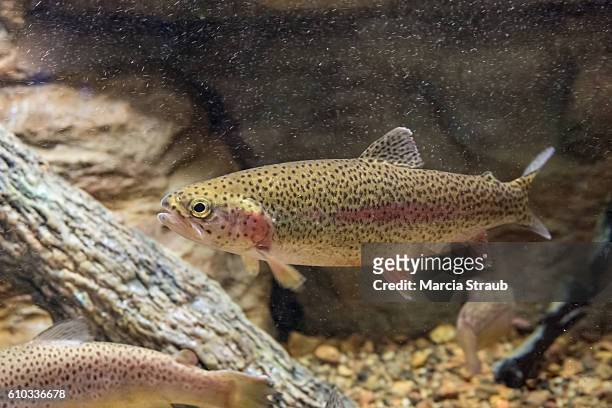 rainbow trout swimming among fallen logs - regnbågsforell bildbanksfoton och bilder