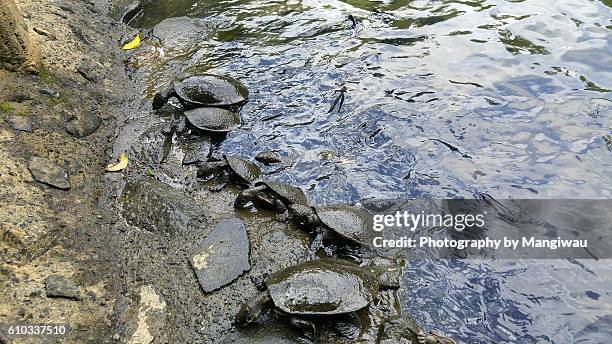 snapping turtles - playa mission queensland fotografías e imágenes de stock