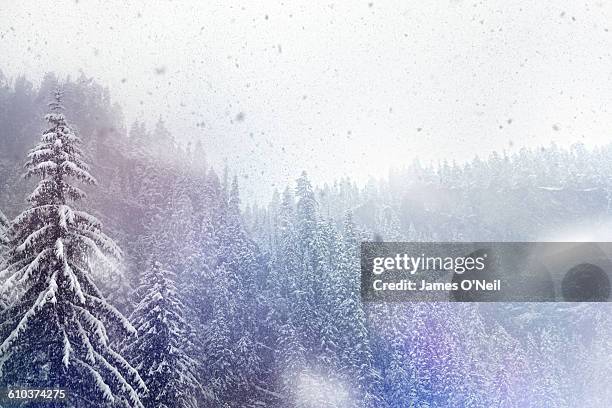 trees in the snow - snow falling stock pictures, royalty-free photos & images