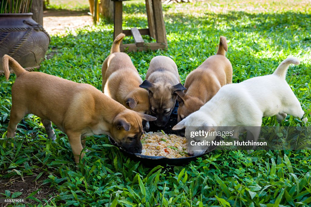 Five puppies eating rice from a bowl on the lawn, Thailand.