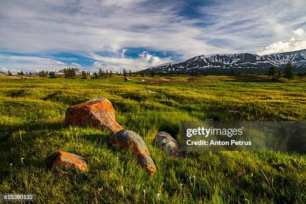 beautiful sunset in the mountains, mongolia - edelweiss flower stock pictures, royalty-free photos & images