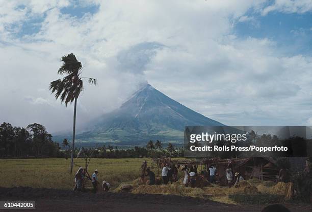 View of local farmers harvesting grain as an eruption of the Mayon Volcano, the most active volcano in the Philippines, continues in the background,...