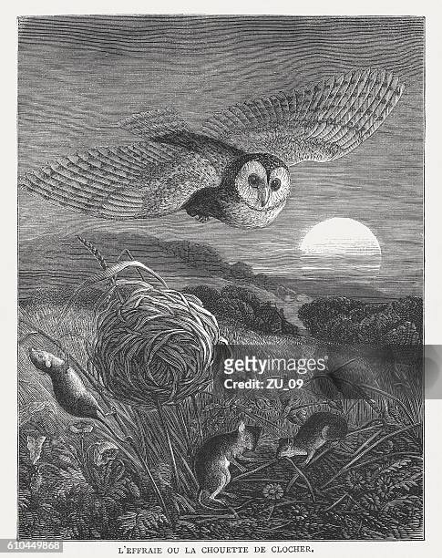 barn owl (tyto alba) and field mice, published in 1877 - wood mouse stock illustrations