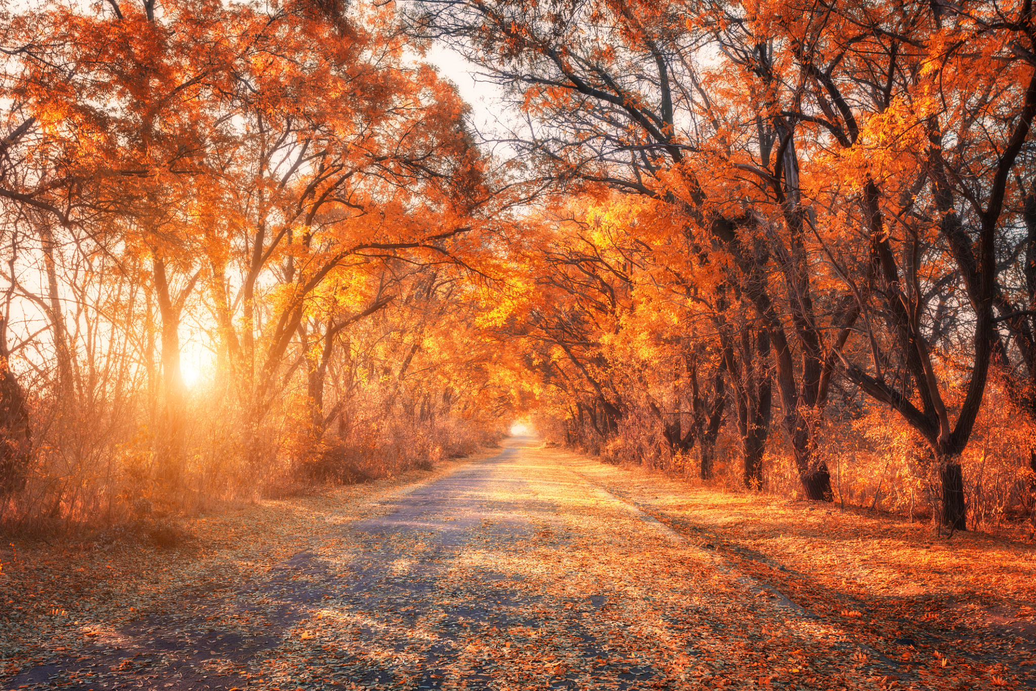 Autumn forest. Forest with country road at sunset Autumn forest. Forest with country road at sunset