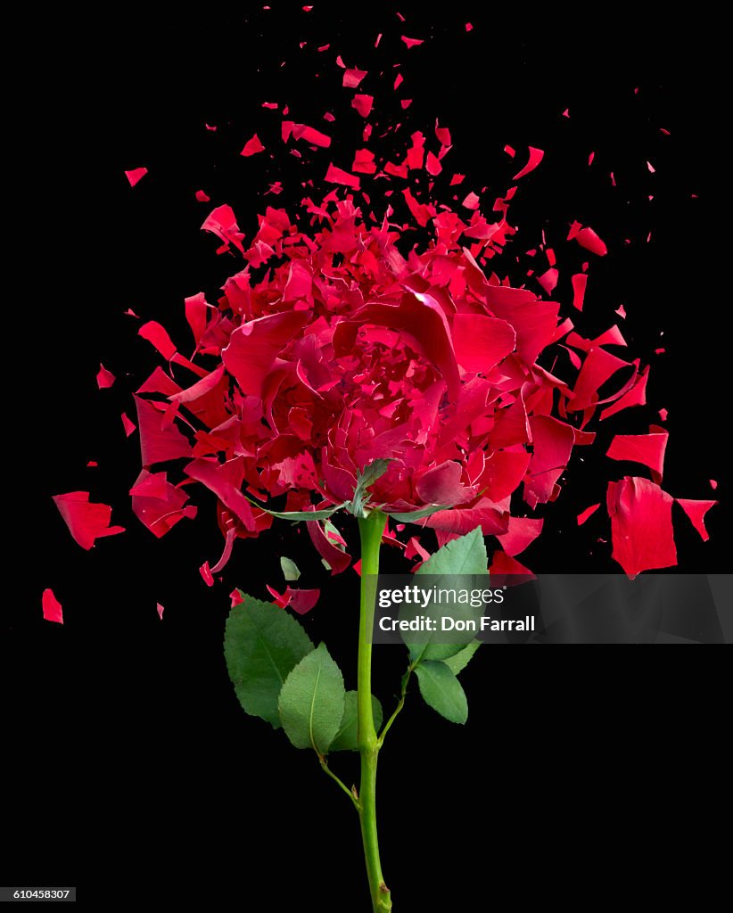 Shattered Red Rose