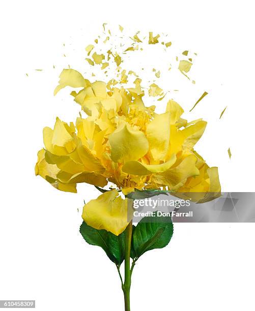 shattered yellow rose - yellow roses stock pictures, royalty-free photos & images