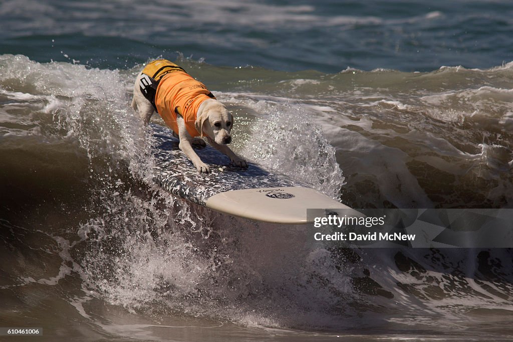 Hounds Hang Ten At Annual Dog Surfing Competition