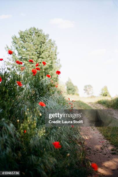 red poppies blossom in italian countryside. taken on film. - entourage film stock pictures, royalty-free photos & images