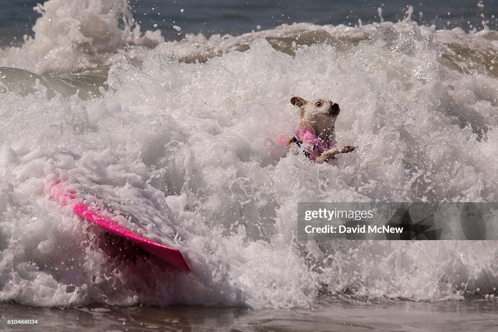 Hounds Hang Ten At Annual Dog Surfing Competition