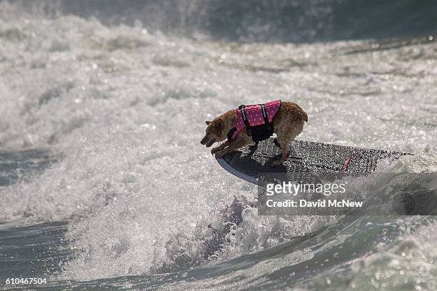 Surfing dog rides a wave backwards at the Surf Dog Competition at the 8th annual Petco Surf City Surf Dog event on September 25, 2016 in Huntington...