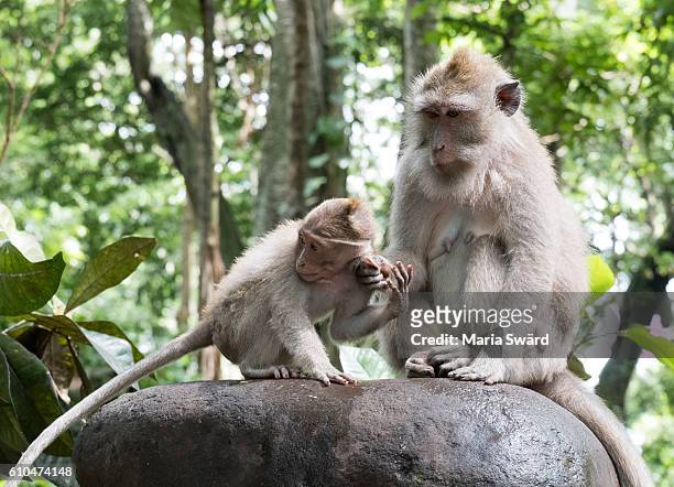 ubud monkey forest, bali, indonesia - ubud monkey forest stock pictures, royalty-free photos & images