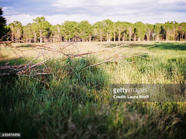 fallen leafless tree in green grass field with many green trees on background - contax camera stock pictures, royalty-free photos & images