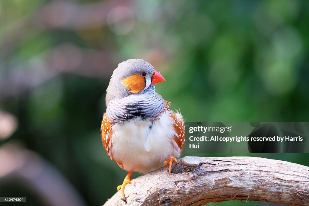 Lovely Zebra Finch