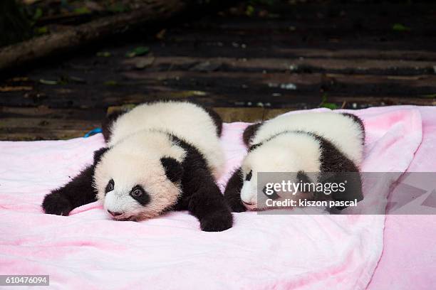 baby giant pandas - baby panda stock pictures, royalty-free photos & images