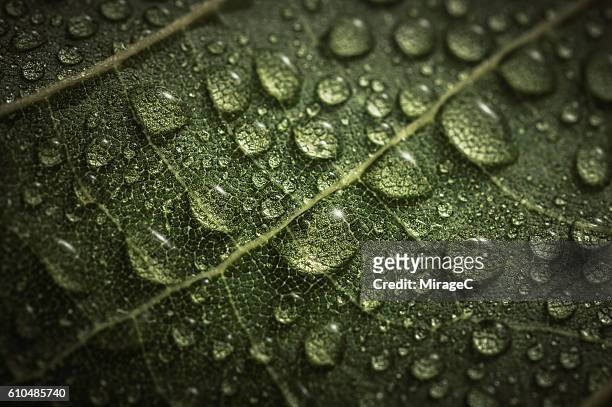 water droplets on leaf - résistant à l'eau photos et images de collection