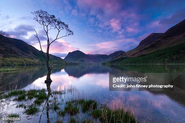 buttermere tree on buttermere water with a stunning pink sky at sunrise. cumbria, lake district. england. uk - dramatic sky perspective stock pictures, royalty-free photos & images