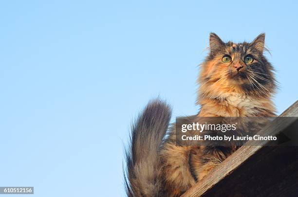 tortoiseshell cat with sky - tortoise shell ストックフォトと画像