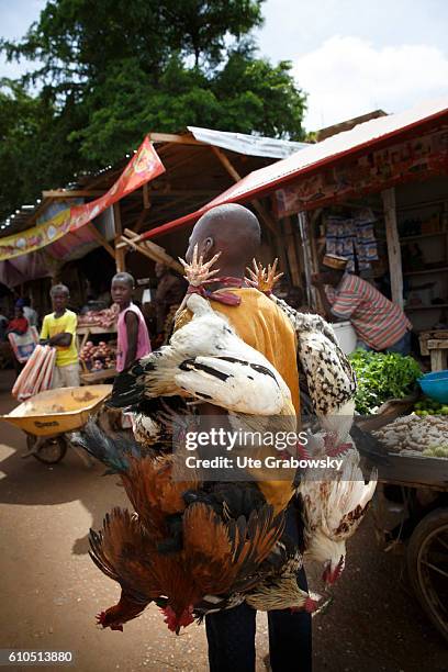 Niamey, Niger An African man carries slaughtered chickens over the market in Niamey on August 10, 2016 in Niamey, Niger.