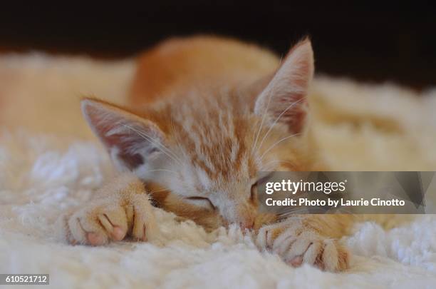 orange polydactyl tabby kitten sleeping on rug - shag rug stock pictures, royalty-free photos & images