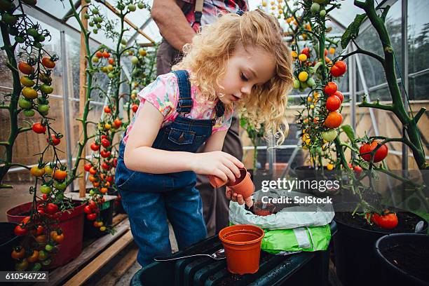 getting her hands dirty - tomato greenhouse stock pictures, royalty-free photos & images