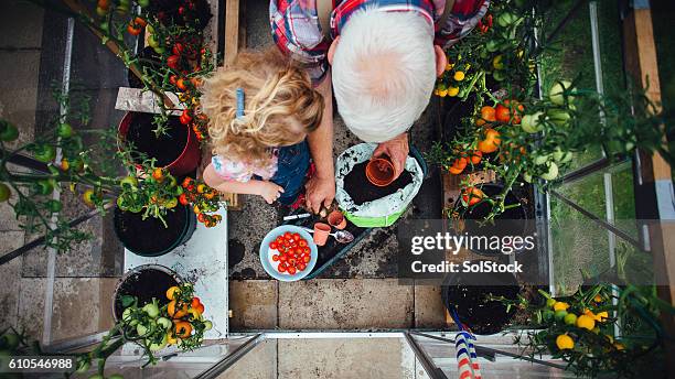 little girl helping grandad with the gardening - flower pot garden stock pictures, royalty-free photos & images