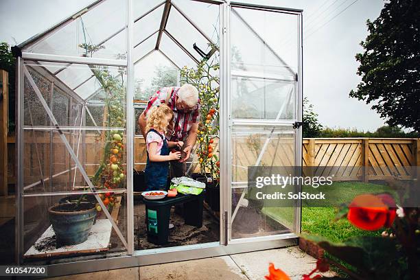 little girl helping grandad do the gardening - tomato greenhouse stock pictures, royalty-free photos & images