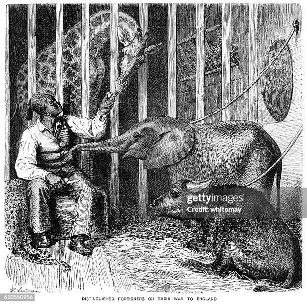 zoo animals and their handler - giraffe eating stock illustrations