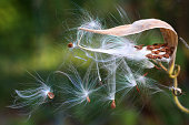 Butterfly Weed Milkweed Asclepias tuberosa Seeds