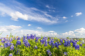 Texas Bluebonnet filed and blue sky in Ennis..