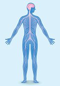 human body silhouette and nervous system
