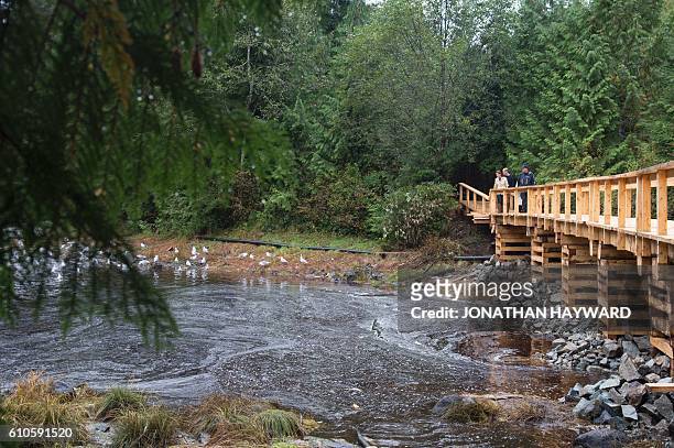Prince William and Catherine, the Duke and Duchess of Cambridge walk through the Great Bear rainforest in Bella Bella, British Columbia on September...