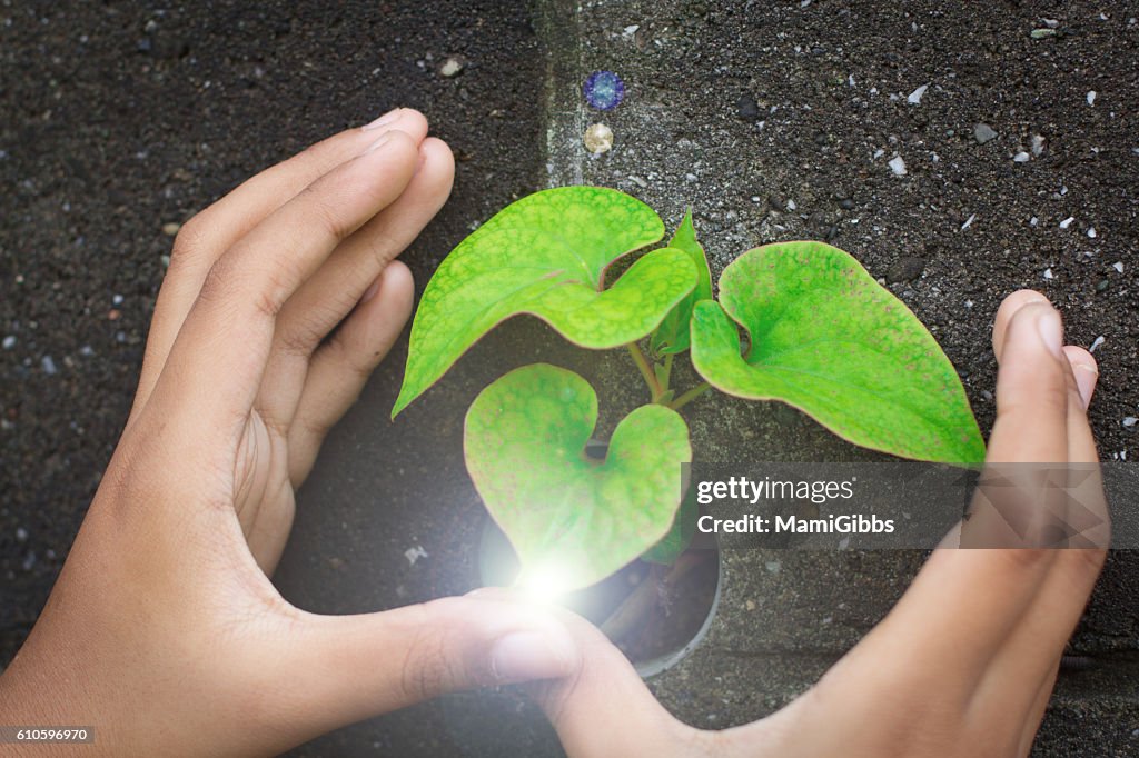 Human hands protect the green leaf