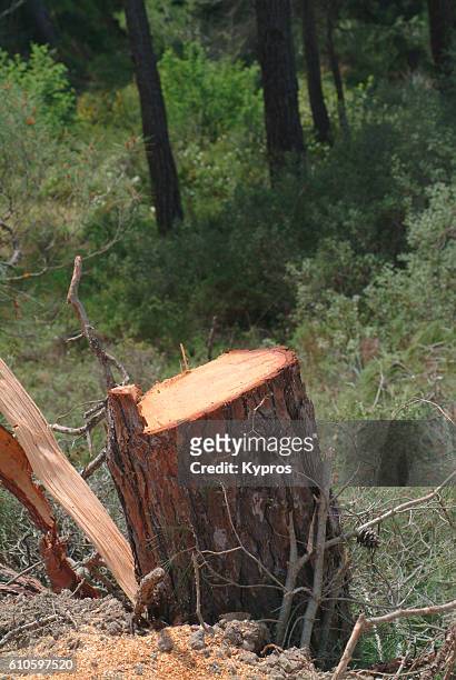 europe, greece, view of cut pine tree (illegal to cut trees in greece) - fallen tree stock pictures, royalty-free photos & images
