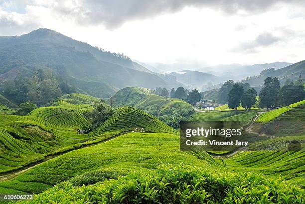 tea plantation cameron highlands malaysia asia - cameron highlands stock pictures, royalty-free photos & images